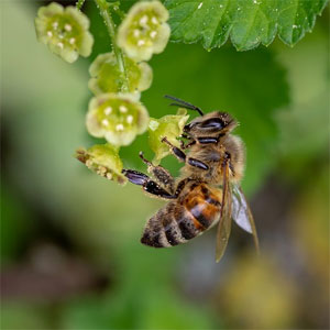 Biene an Johannisbeer-Blüte