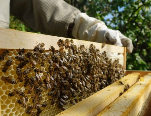 Honigernte 2023 – Regional erzeugter Honig, gesund und direkt vom Imker kaufen
