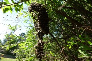 Bienenschwarm in Hiltenfingen gefunden? Dem Imker melden und entfernen lassen!