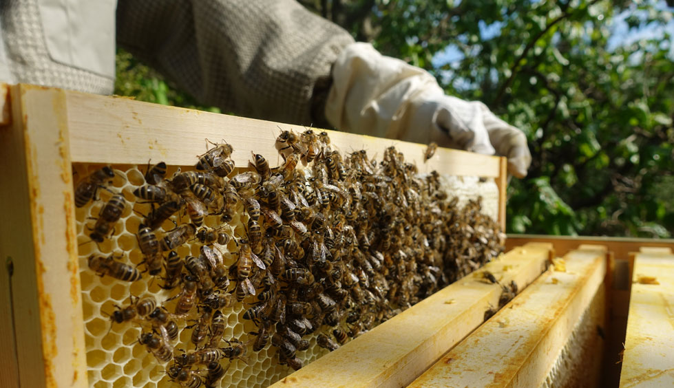 Bienenschwarm in Hiltenfingen erhält neues Zuhause im Naturpark Augsburg