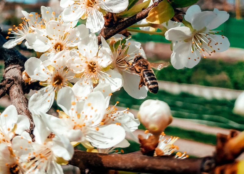 Honigbienen sind wichtiger Bestäuber von Obstbäumen wie Kirsche, Apfel und Birne