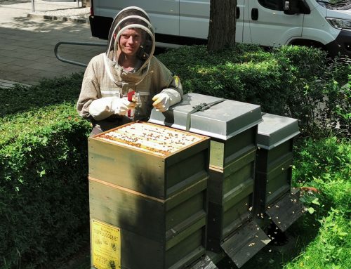 In München Bienen mieten für Ihr Unternehmen